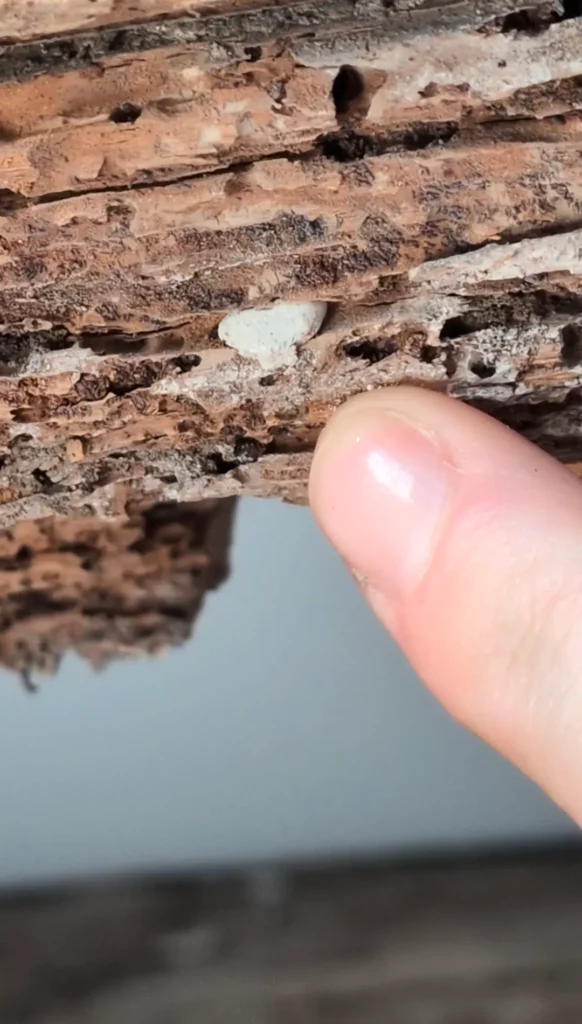 Dégradation visible sur un élément en bois lors d'un constat